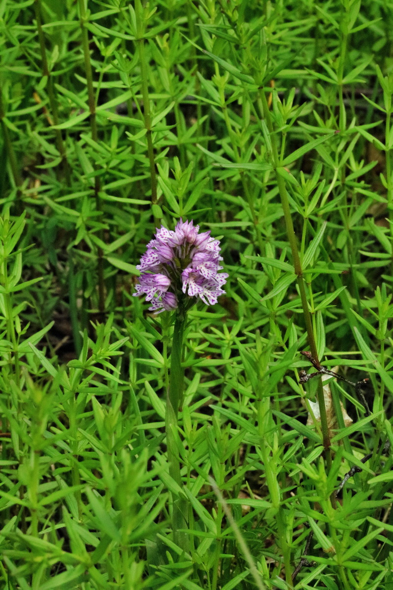 RNA_2017_05_14_4170p_Bildgr��e �ndern