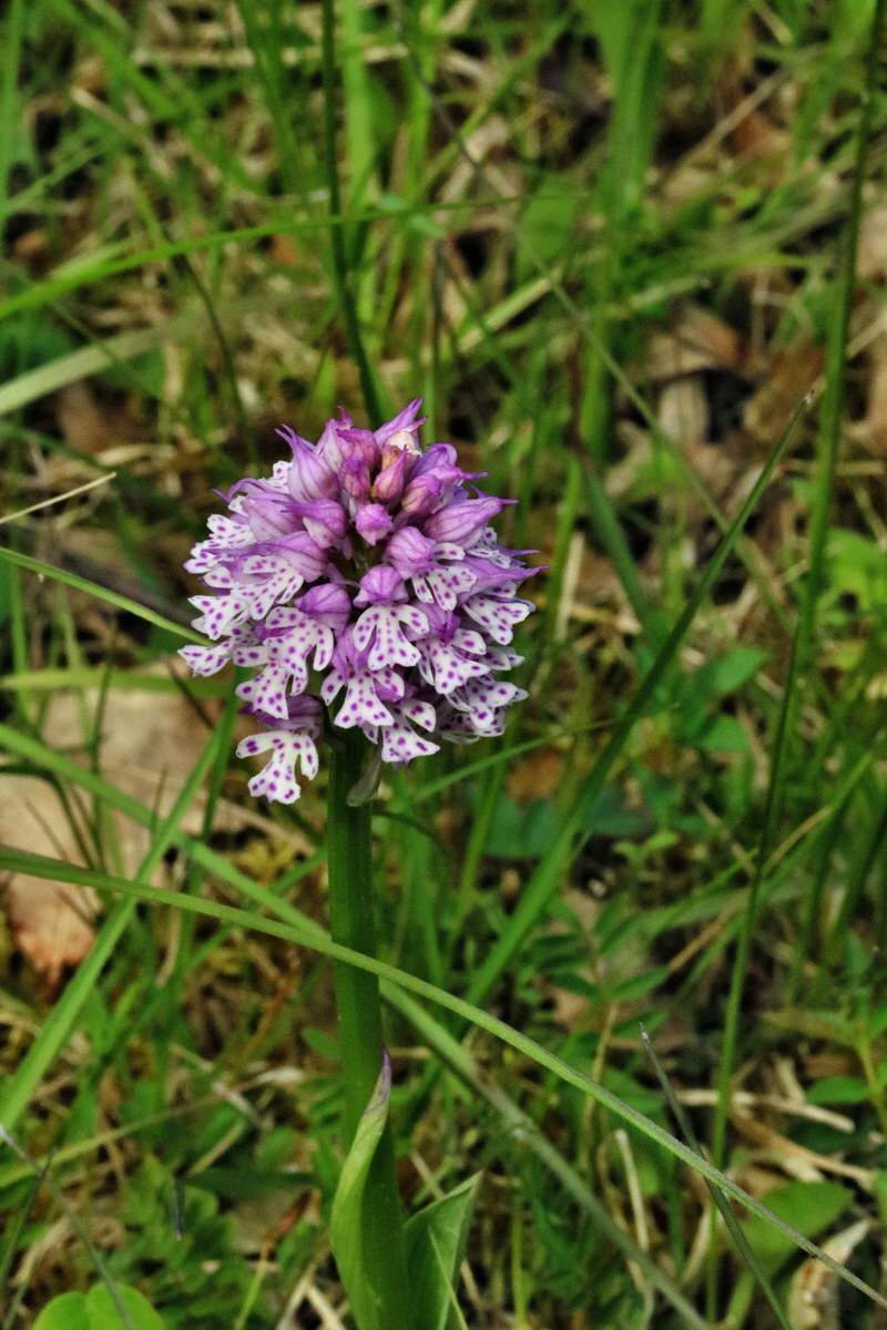 RNA_2017_05_14_4173p_Bildgr��e �ndern