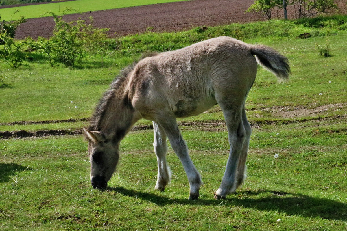 RNA_2017_05_14_4200p_Bildgr��e �ndern