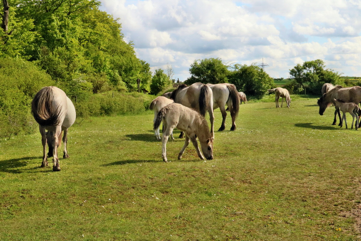 RNA_2017_05_14_4207p_Bildgr��e �ndern