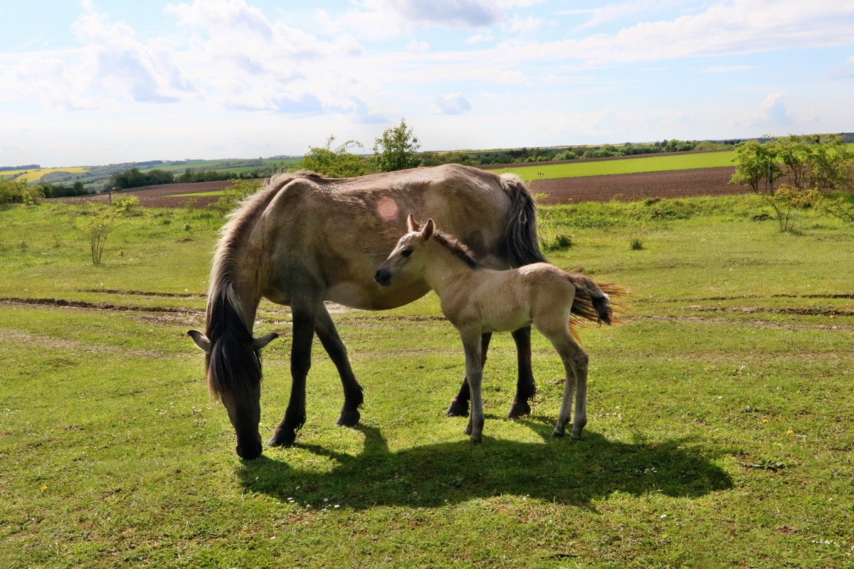 RNA_2017_05_14_4233p_Bildgr��e �ndern