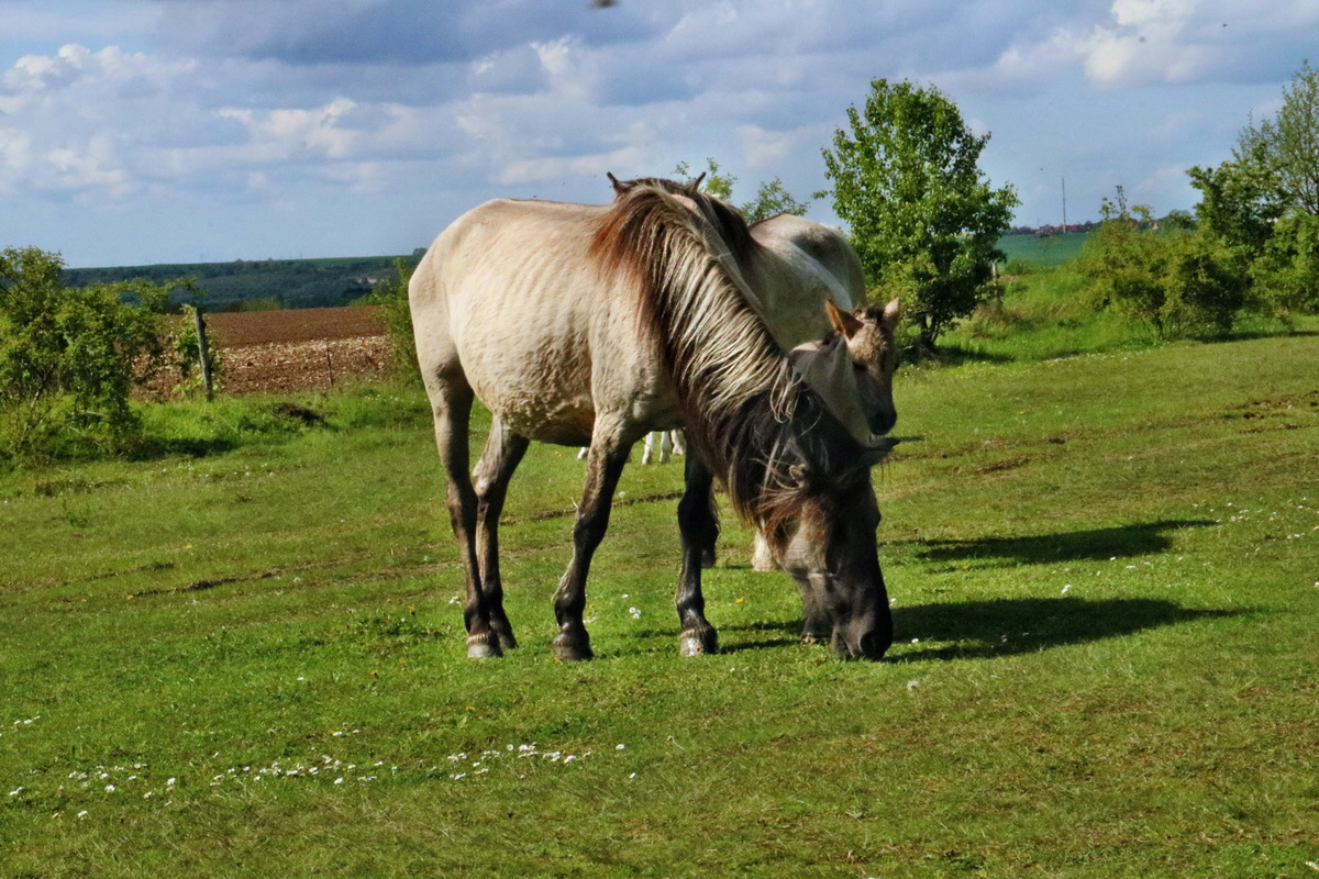 RNA_2017_05_14_4248p_Bildgr��e �ndern