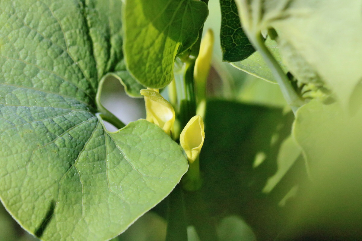 RNA_2017_05_17_4263p_Bildgr��e �ndern