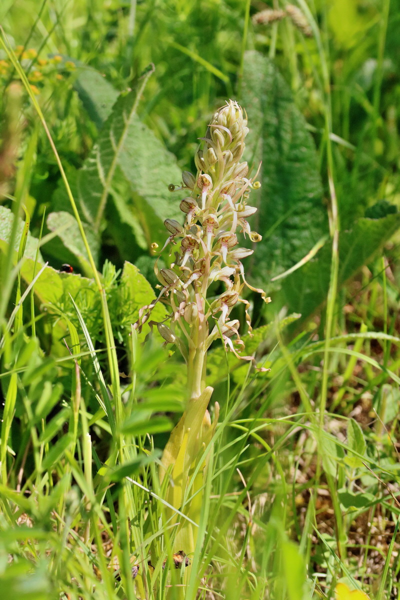 RNA_2017_05_17_4304p_Bildgr��e �ndern