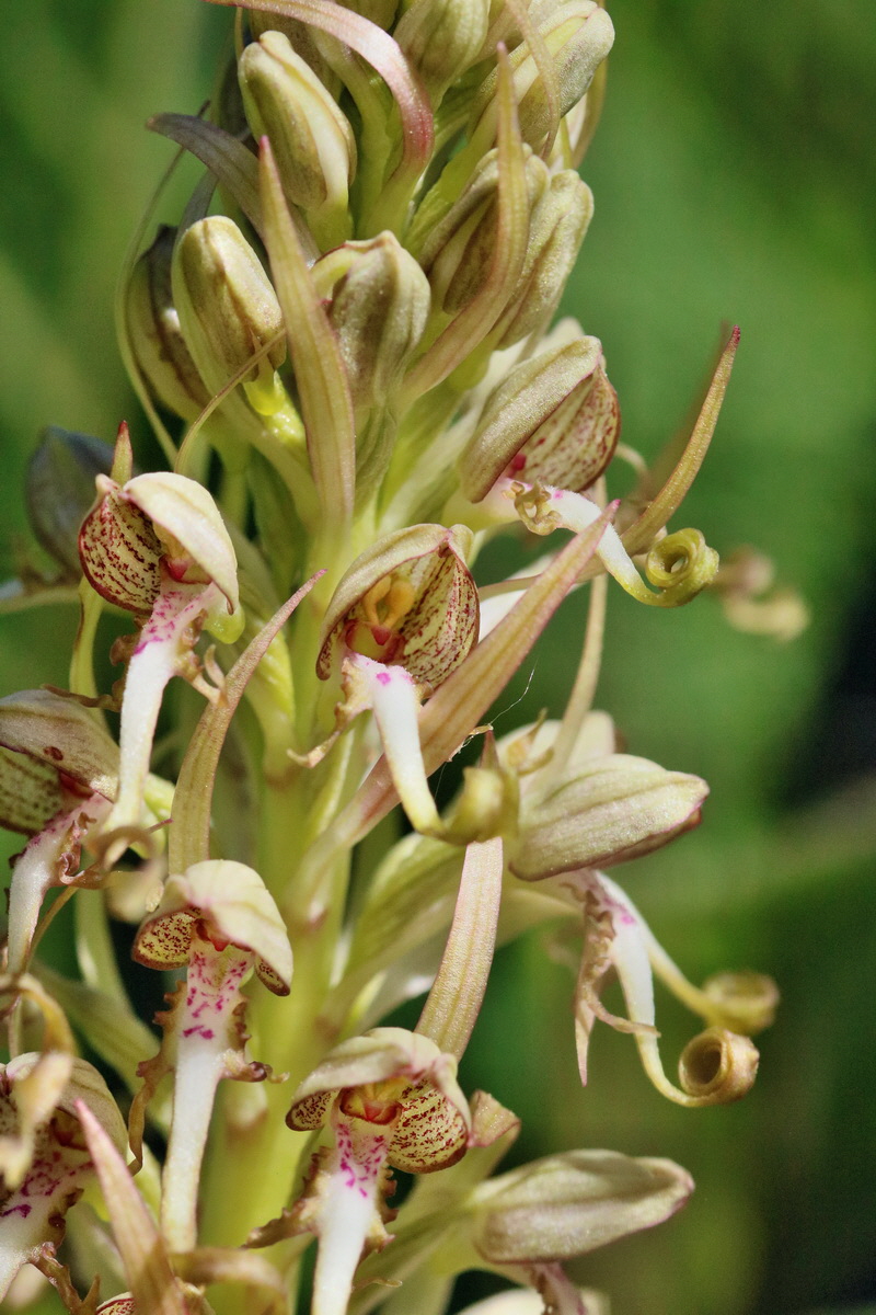 RNA_2017_05_17_4308p_Bildgr��e �ndern