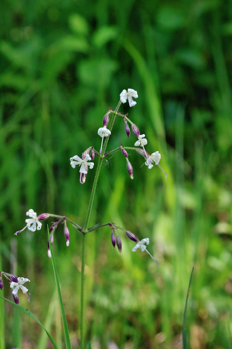 RNA_2017_05_17_4314p_Bildgr��e �ndern