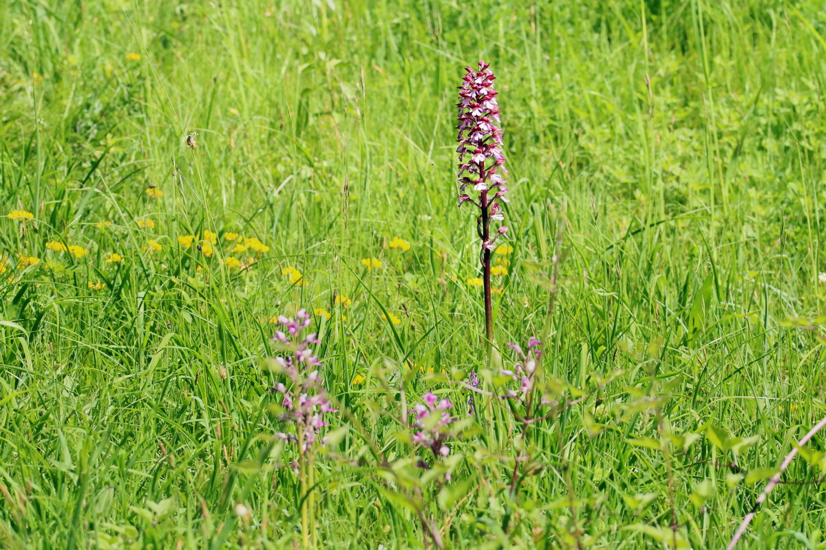 RNA_2017_05_17_4316p_Bildgr��e �ndern