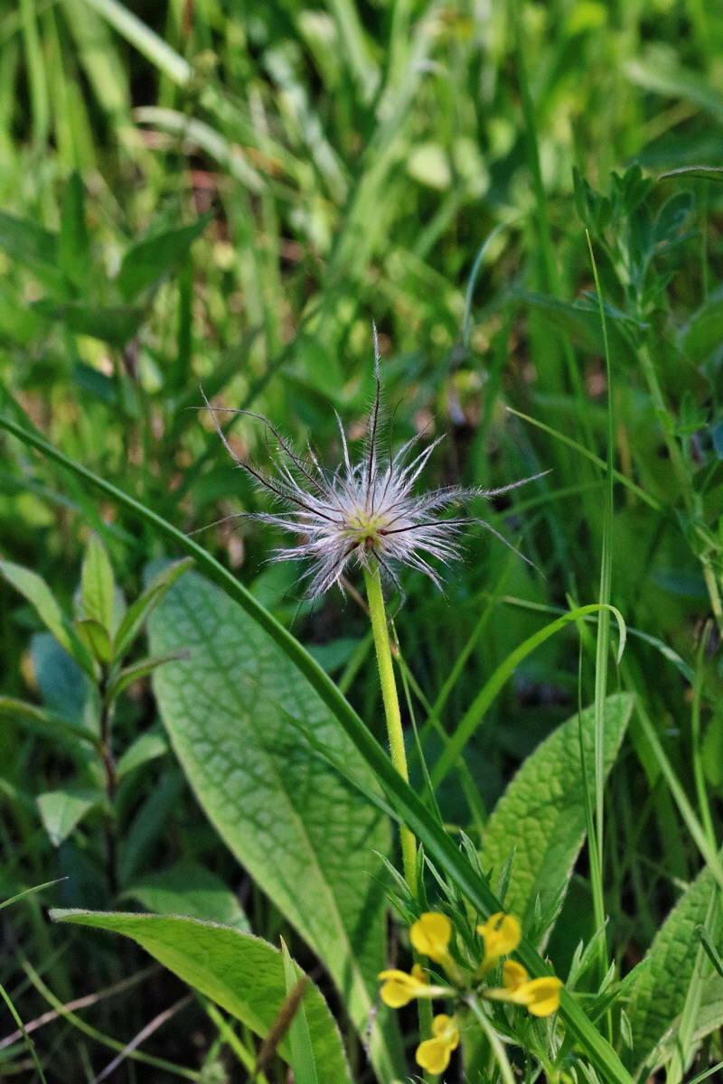 RNA_2017_05_17_4324p_Bildgr��e �ndern