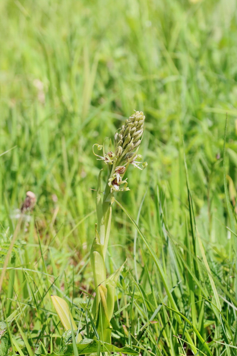 RNA_2017_05_17_4339p_Bildgr��e �ndern