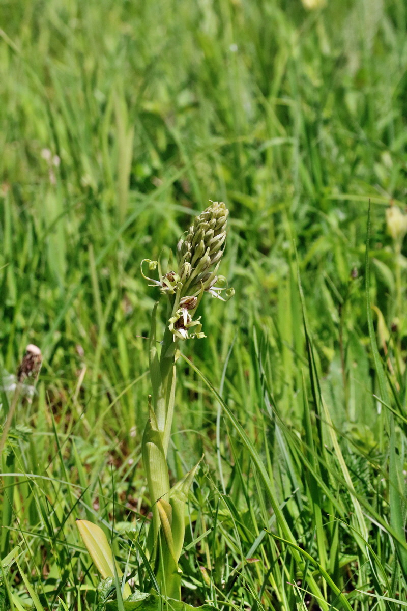 RNA_2017_05_17_4343p_Bildgr��e �ndern