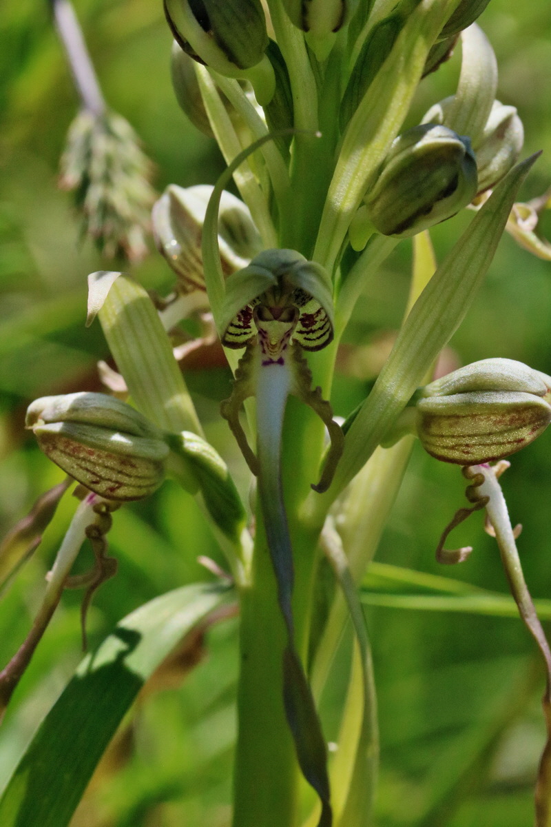 RNA_2017_05_17_4349p_Bildgr��e �ndern