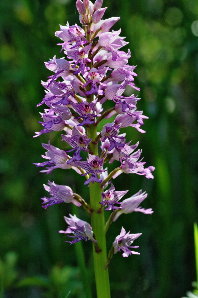 RNA_2017_05_17_4356p_Bildgr��e �ndern