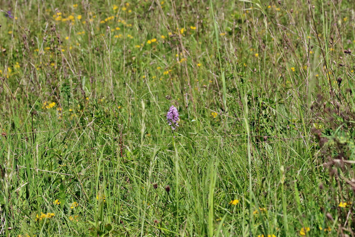 RNA_2017_05_17_4361p_Bildgr��e �ndern