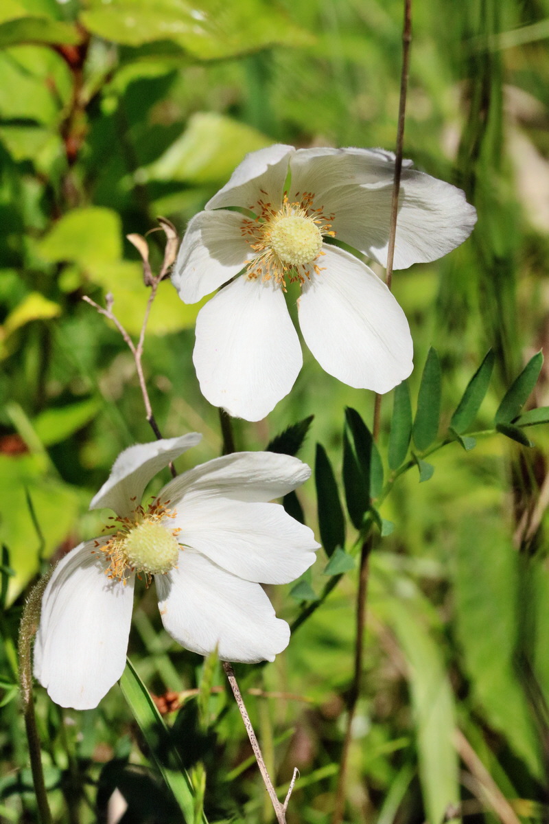 RNA_2017_05_17_4389p_Bildgr��e �ndern