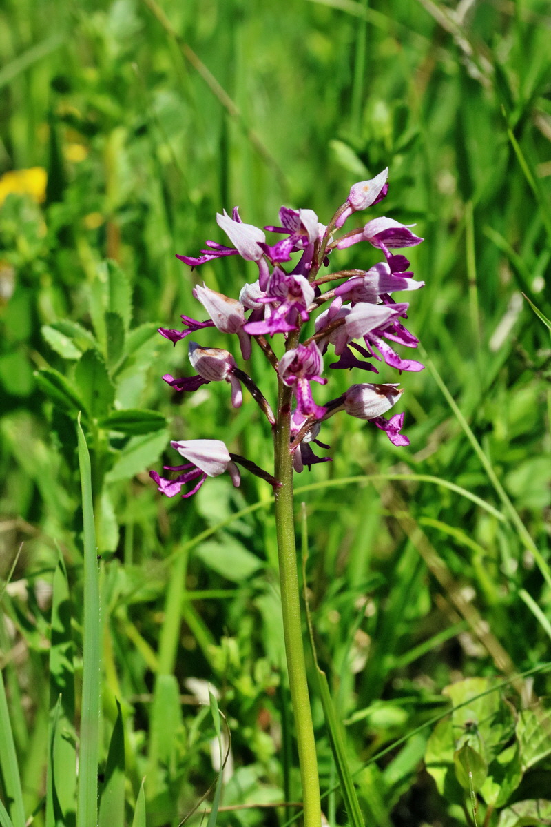 RNA_2017_05_17_4398p_Bildgr��e �ndern