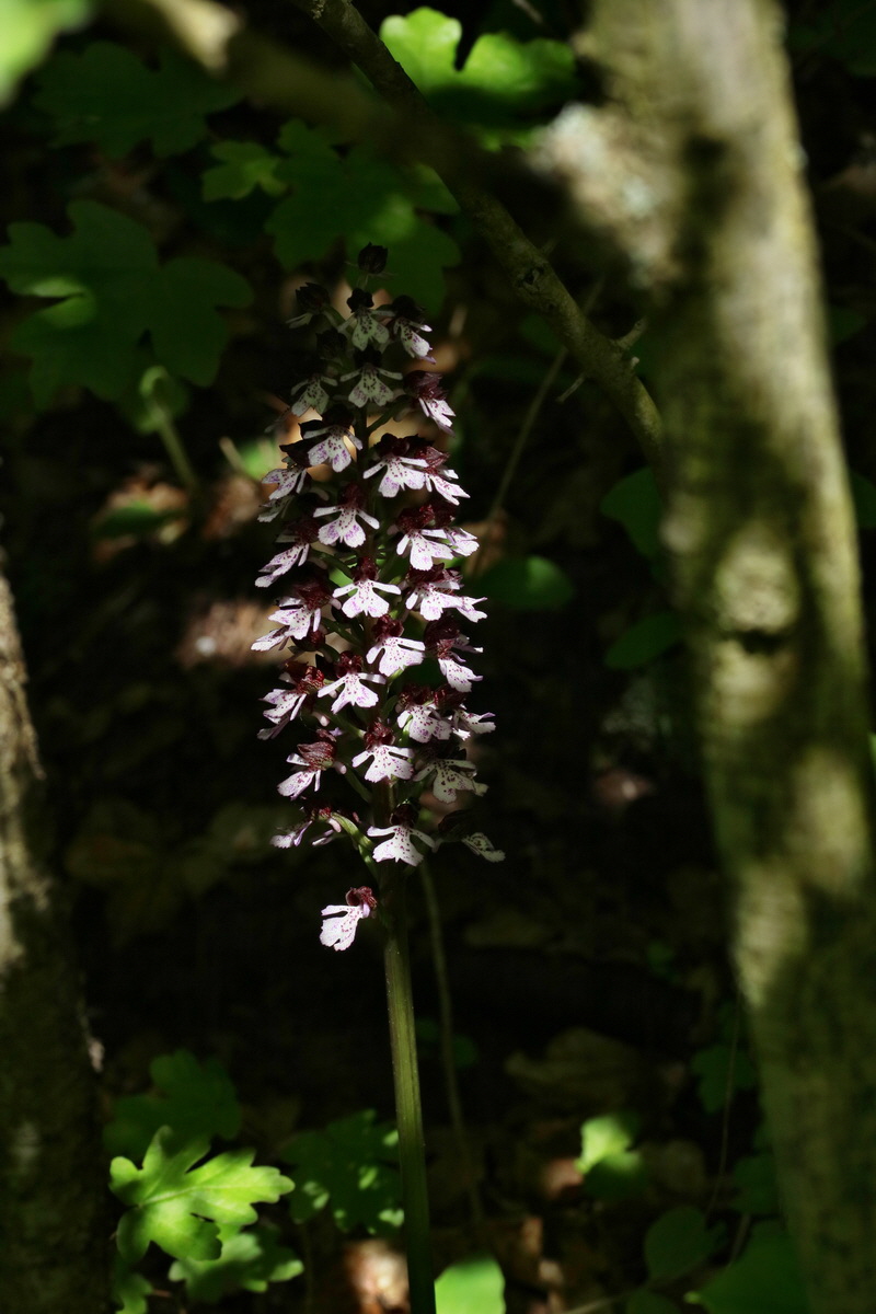 RNA_2017_05_17_4414p_Bildgr��e �ndern