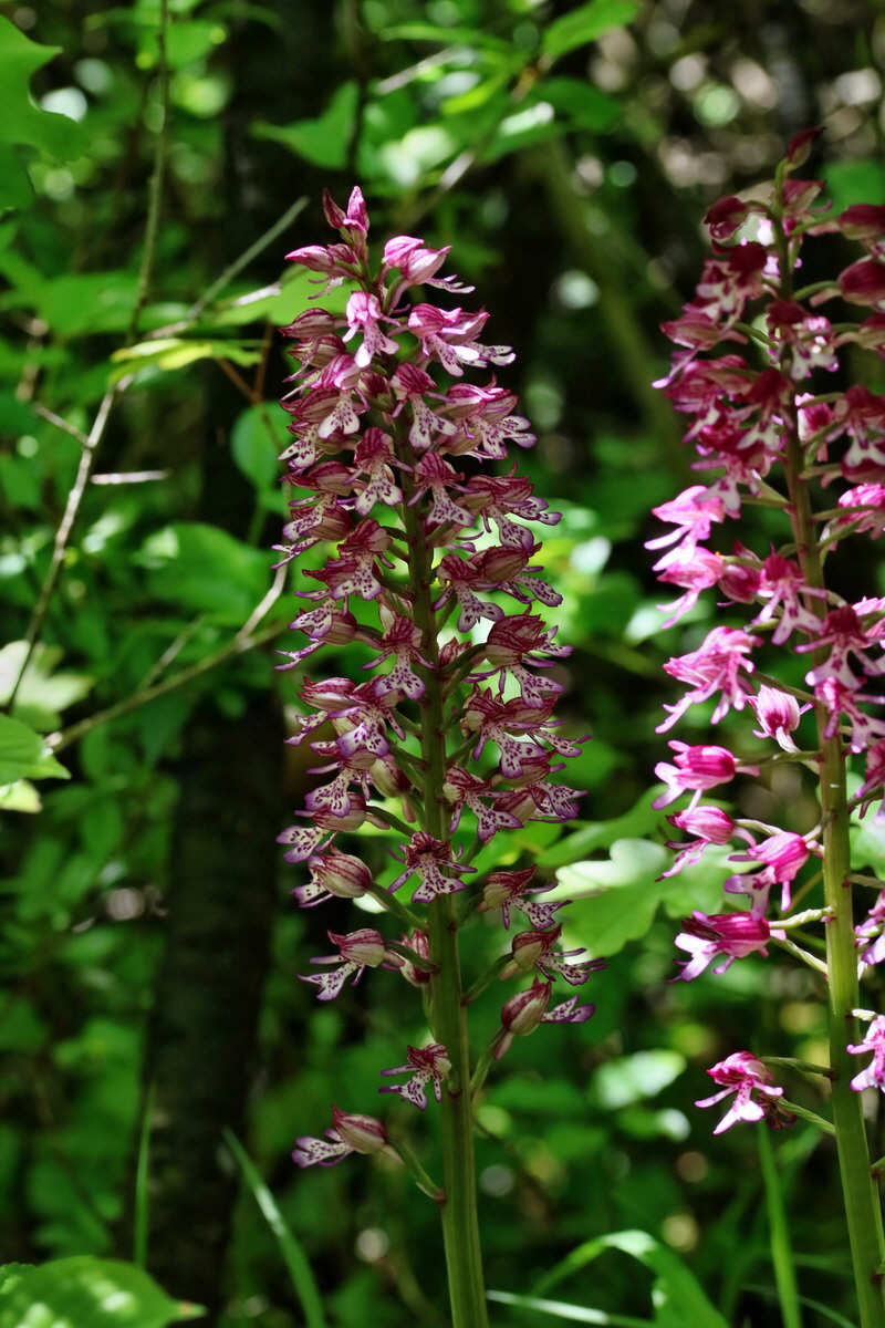 RNA_2017_05_17_4419p_Bildgr��e �ndern