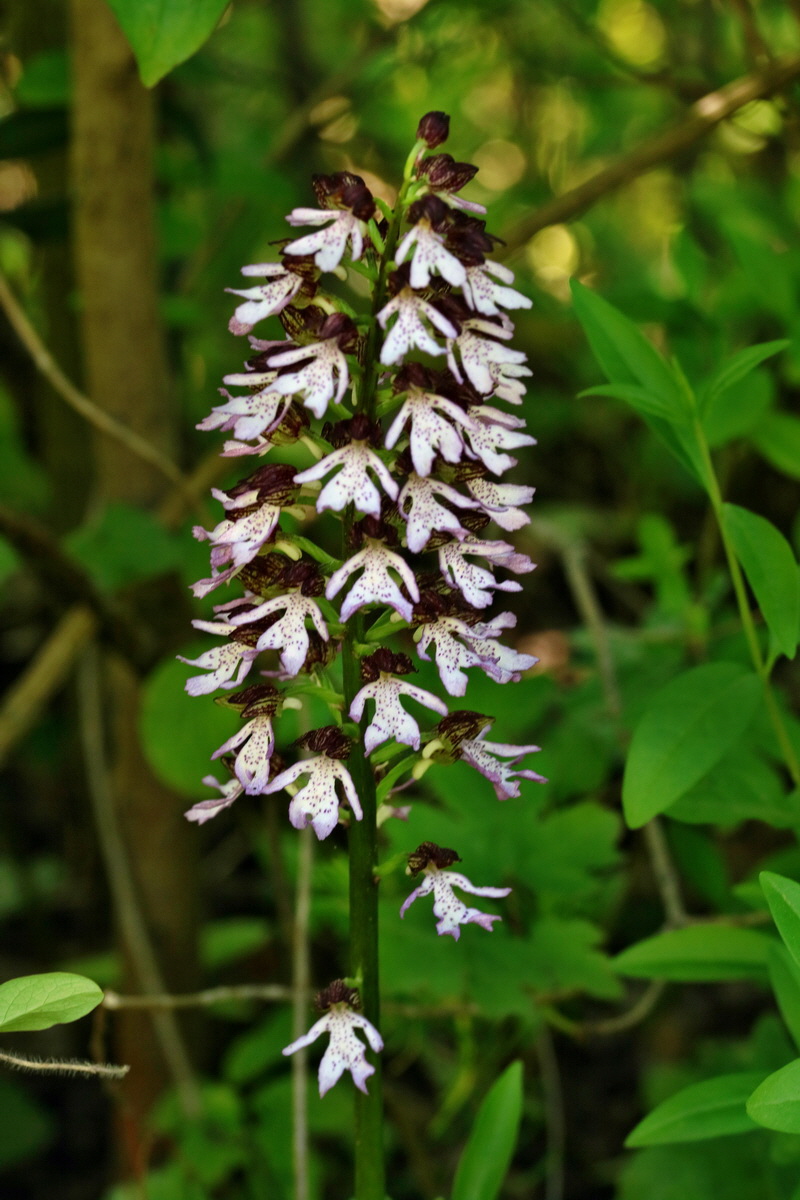 RNA_2017_05_17_4428p_Bildgr��e �ndern