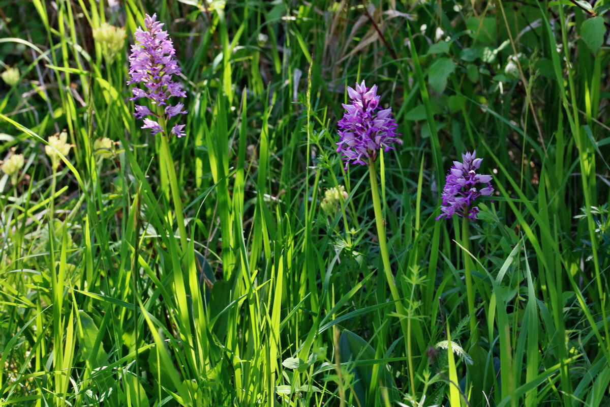 RNA_2017_05_17_4432p_Bildgr��e �ndern