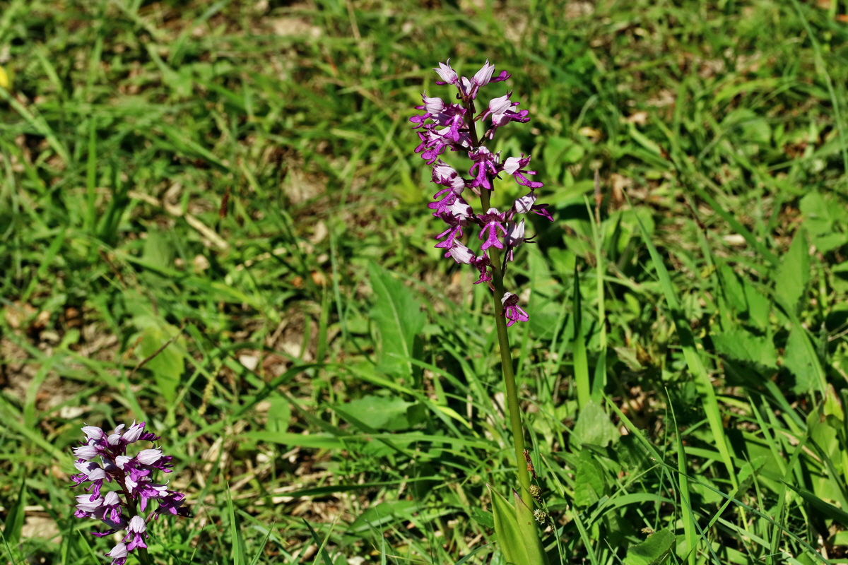 RNA_2017_05_17_4448p_Bildgr��e �ndern