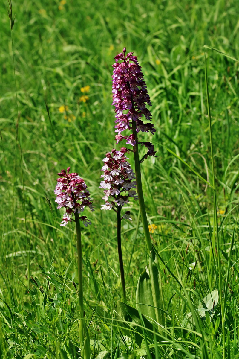 RNA_2017_05_17_4467p_Bildgr��e �ndern