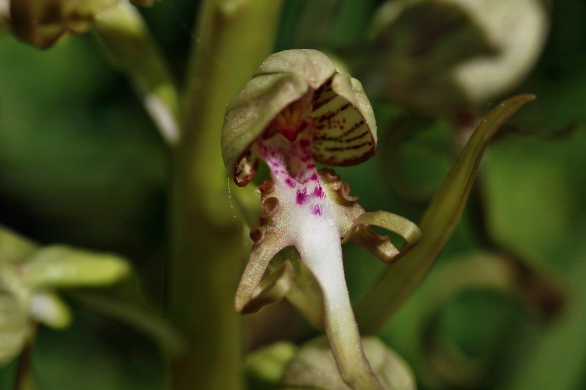 RNA_2017_05_17_4484p_Bildgr��e �ndern