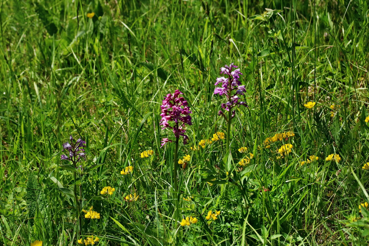 RNA_2017_05_17_4493p_Bildgr��e �ndern