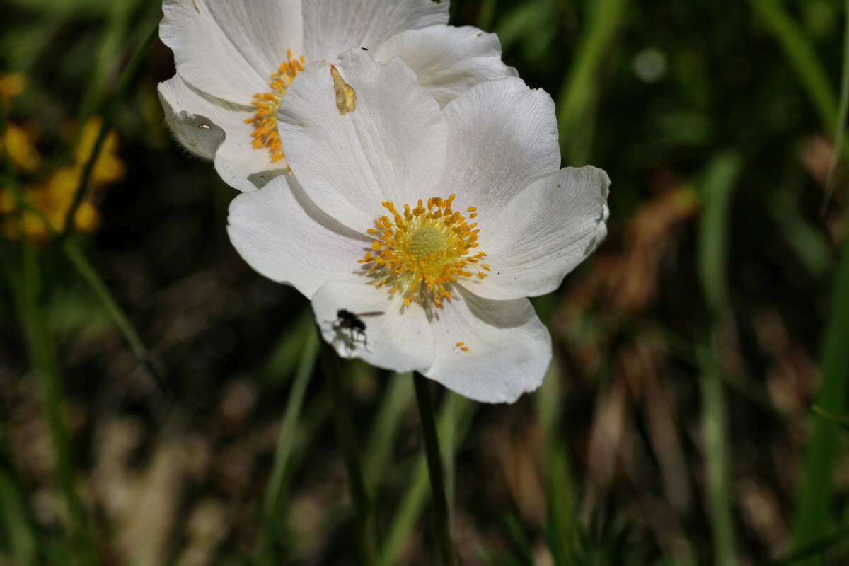 RNA_2017_05_17_4497p_Bildgr��e �ndern