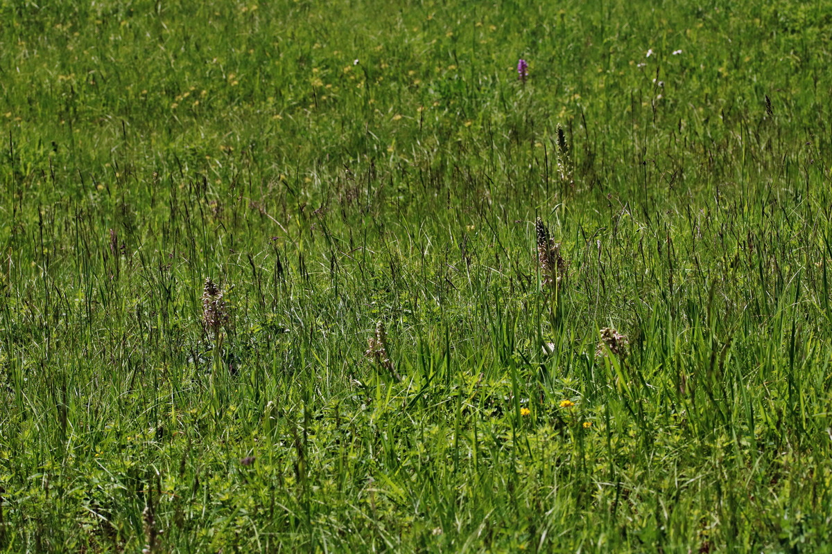 RNA_2017_05_17_4501p_Bildgr��e �ndern