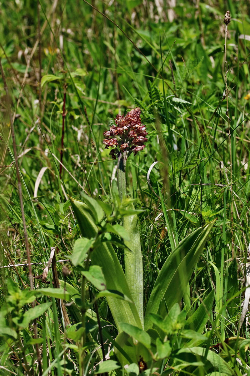 RNA_2017_05_17_4504p_Bildgr��e �ndern