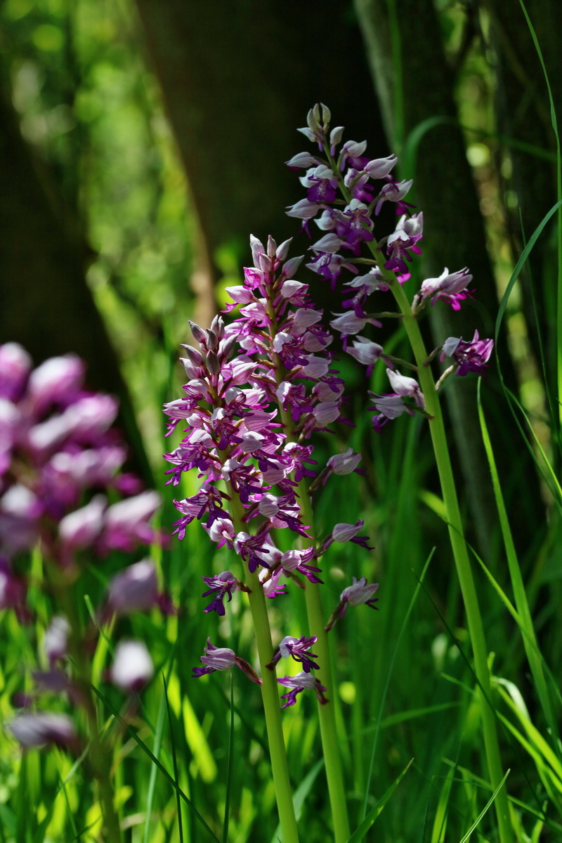 RNA_2017_05_17_4513p_Bildgr��e �ndern