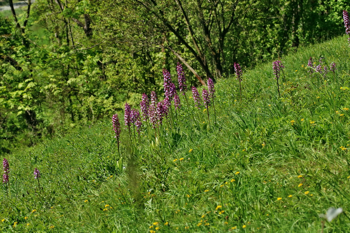 RNA_2017_05_17_4519p_Bildgr��e �ndern