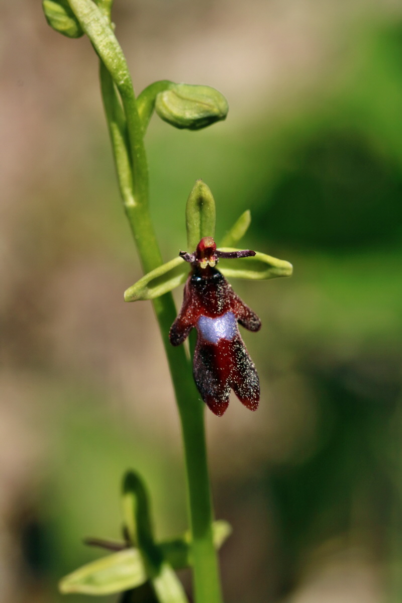 RNA_2017_05_17_4524p_Bildgr��e �ndern