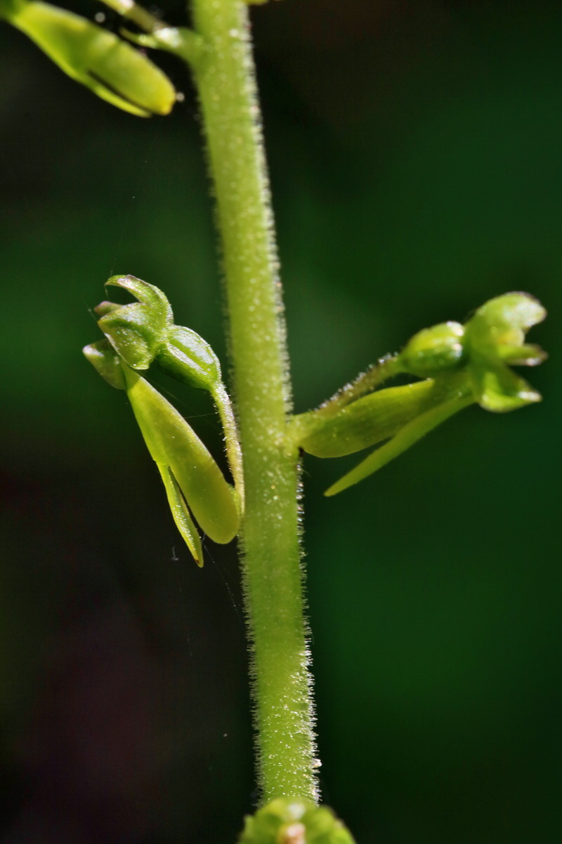 RNA_2017_05_17_4554p_Bildgr��e �ndern