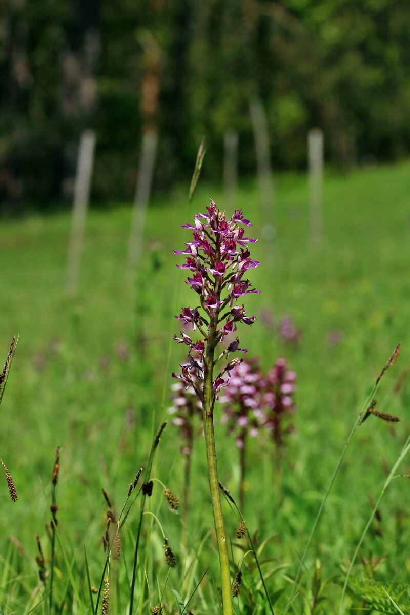 RNA_2017_05_17_4559p_Bildgr��e �ndern