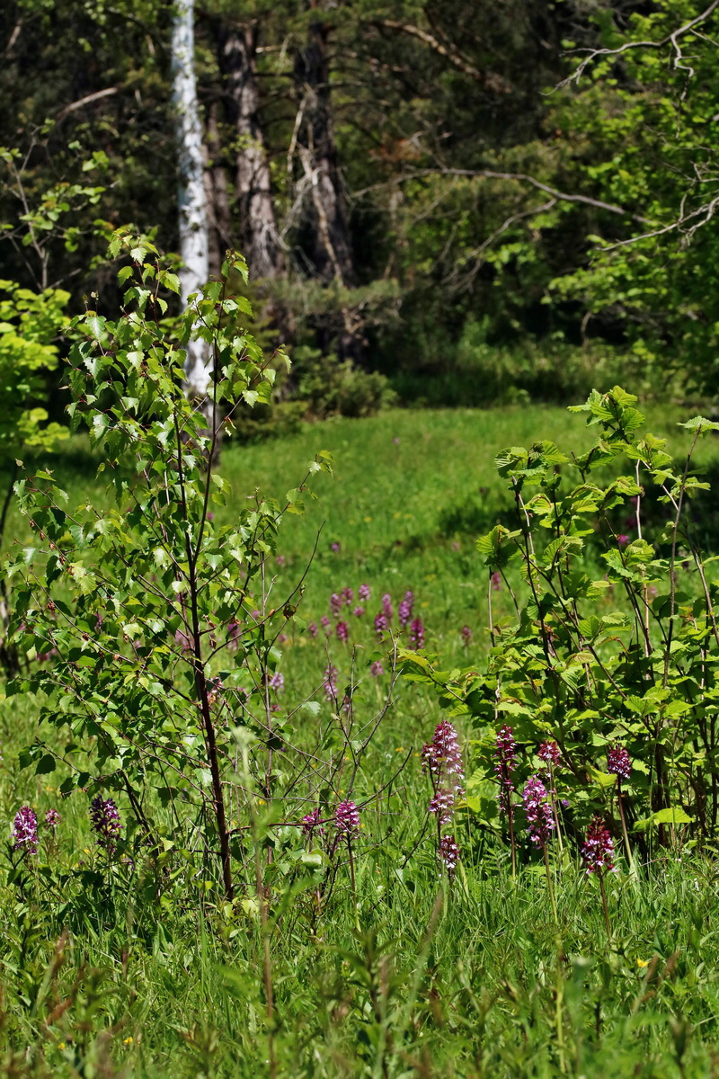 RNA_2017_05_17_4564p_Bildgr��e �ndern