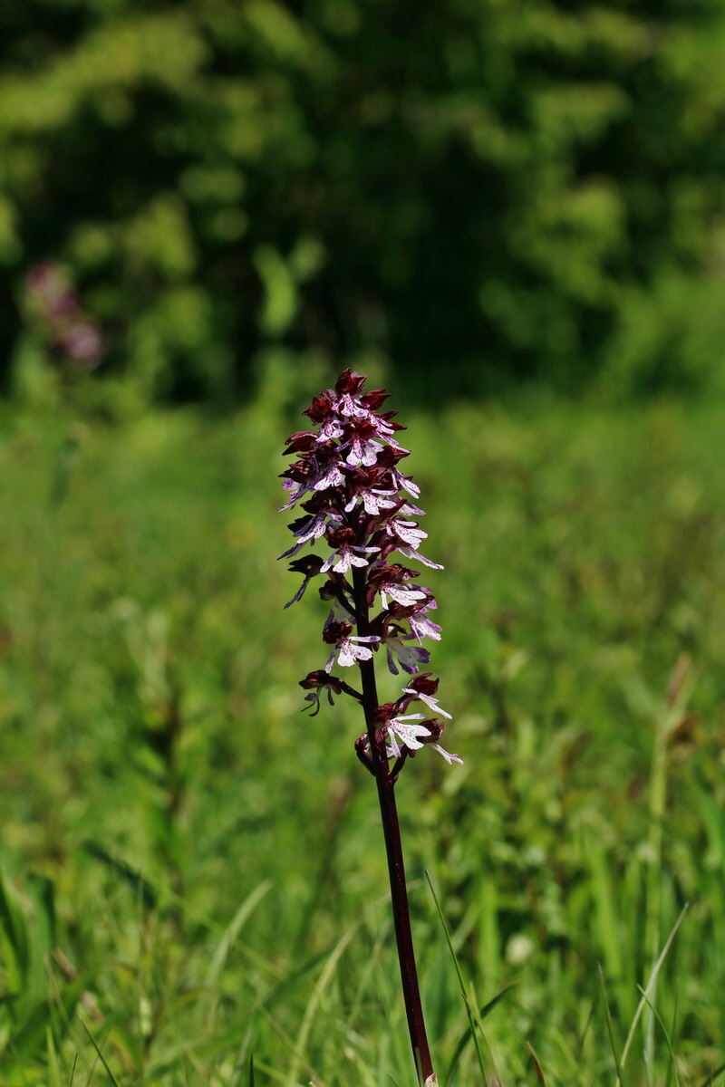 RNA_2017_05_17_4567p_Bildgr��e �ndern