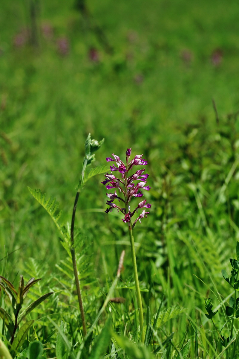 RNA_2017_05_17_4573p_Bildgr��e �ndern