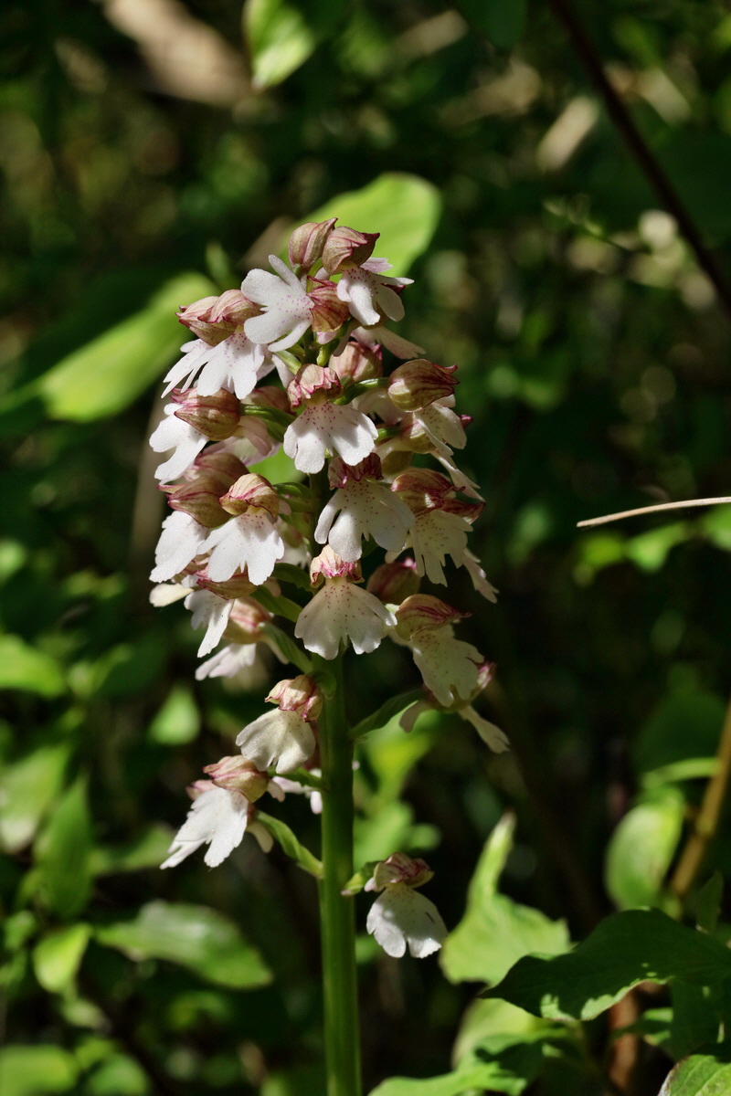 RNA_2017_05_17_4576p_Bildgr��e �ndern