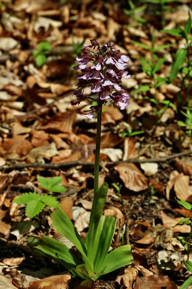 RNA_2017_05_17_4592p_Bildgr��e �ndern