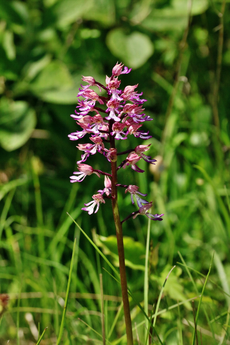 RNA_2017_05_17_4695p_Bildgr��e �ndern