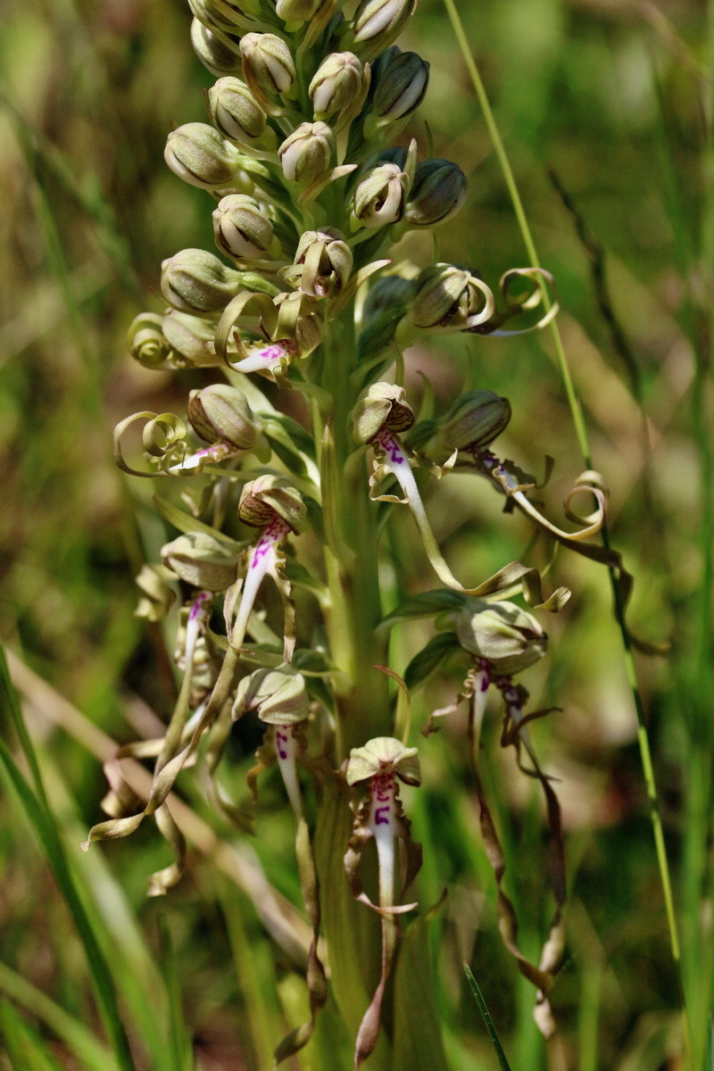 RNA_2017_05_17_4708p_Bildgr��e �ndern