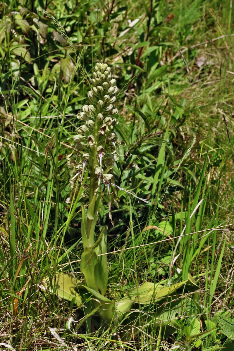 RNA_2017_05_17_4751p_Bildgr��e �ndern