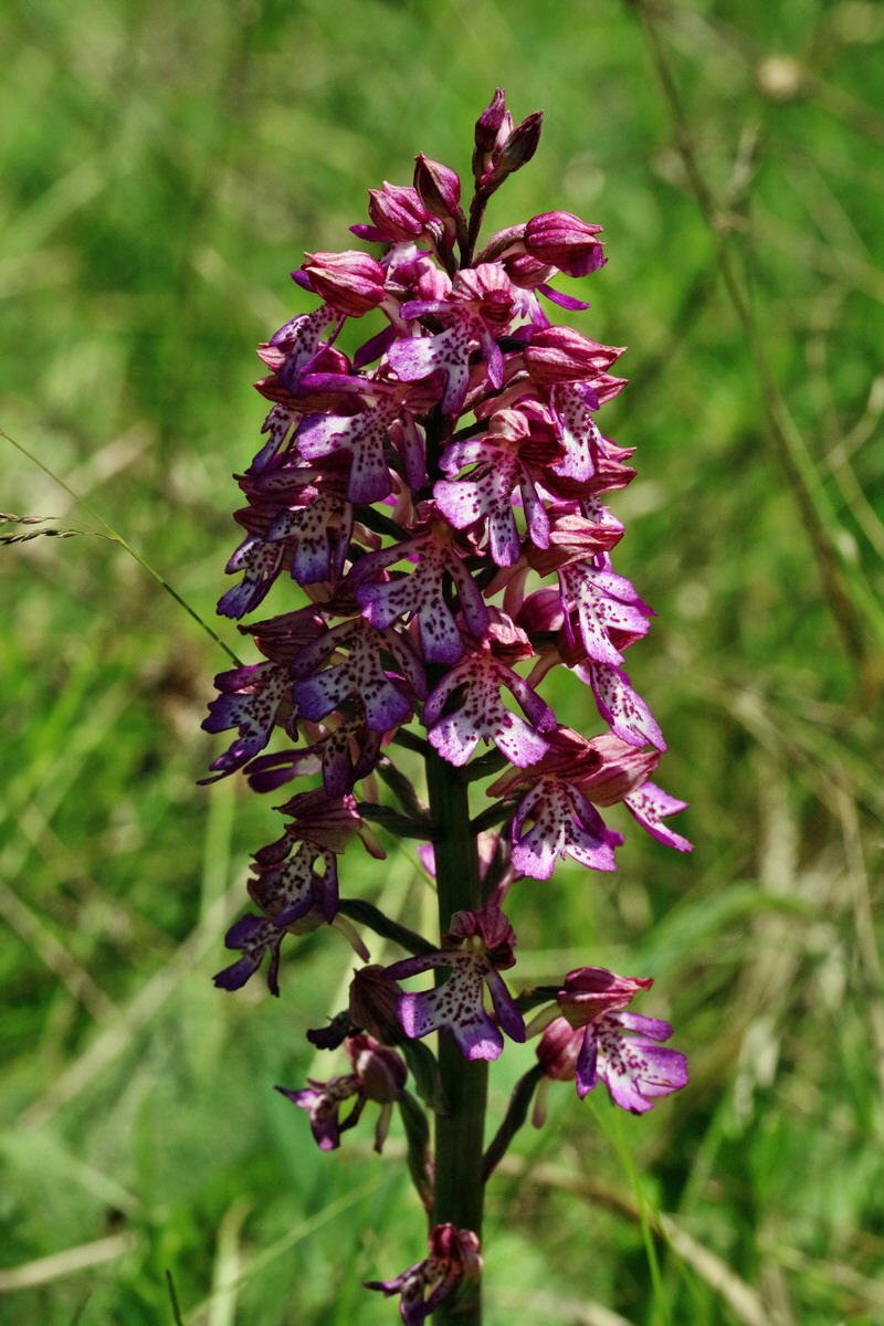 RNA_2017_05_17_4756p_Bildgr��e �ndern