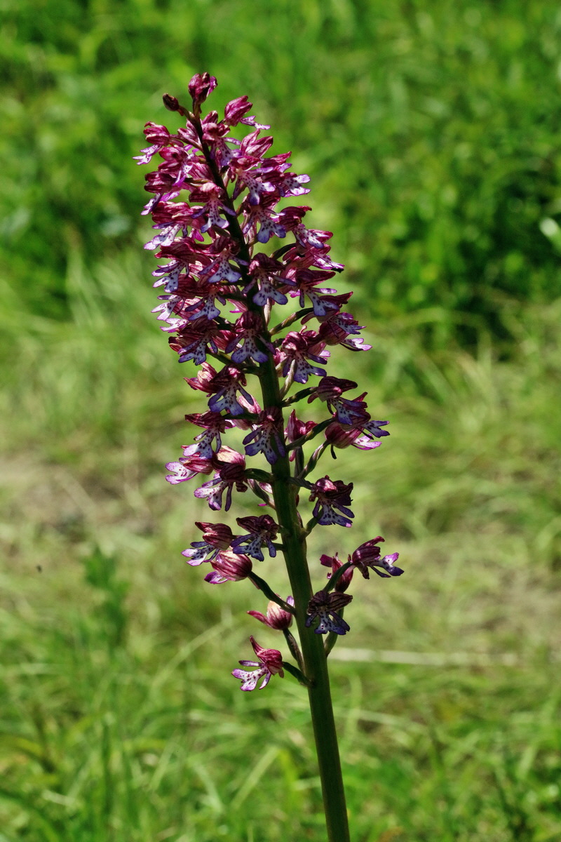 RNA_2017_05_17_4762p_Bildgr��e �ndern