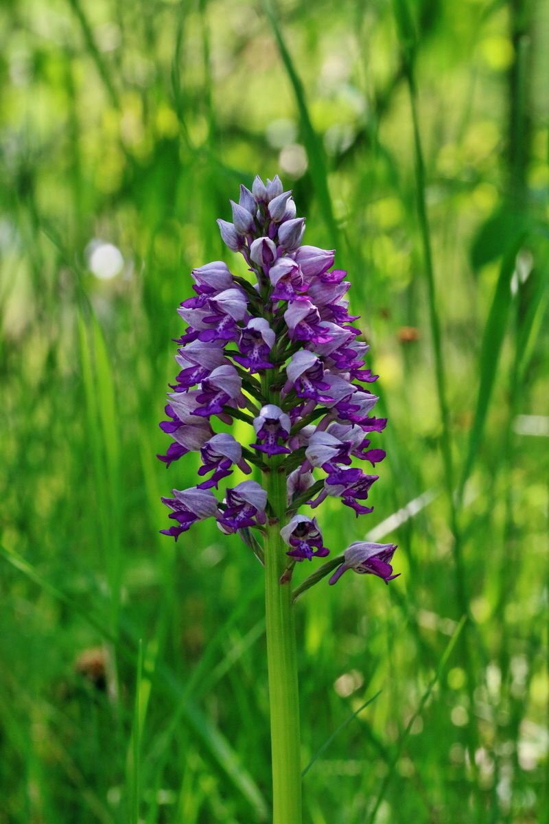 RNA_2017_05_17_4768p_Bildgr��e �ndern