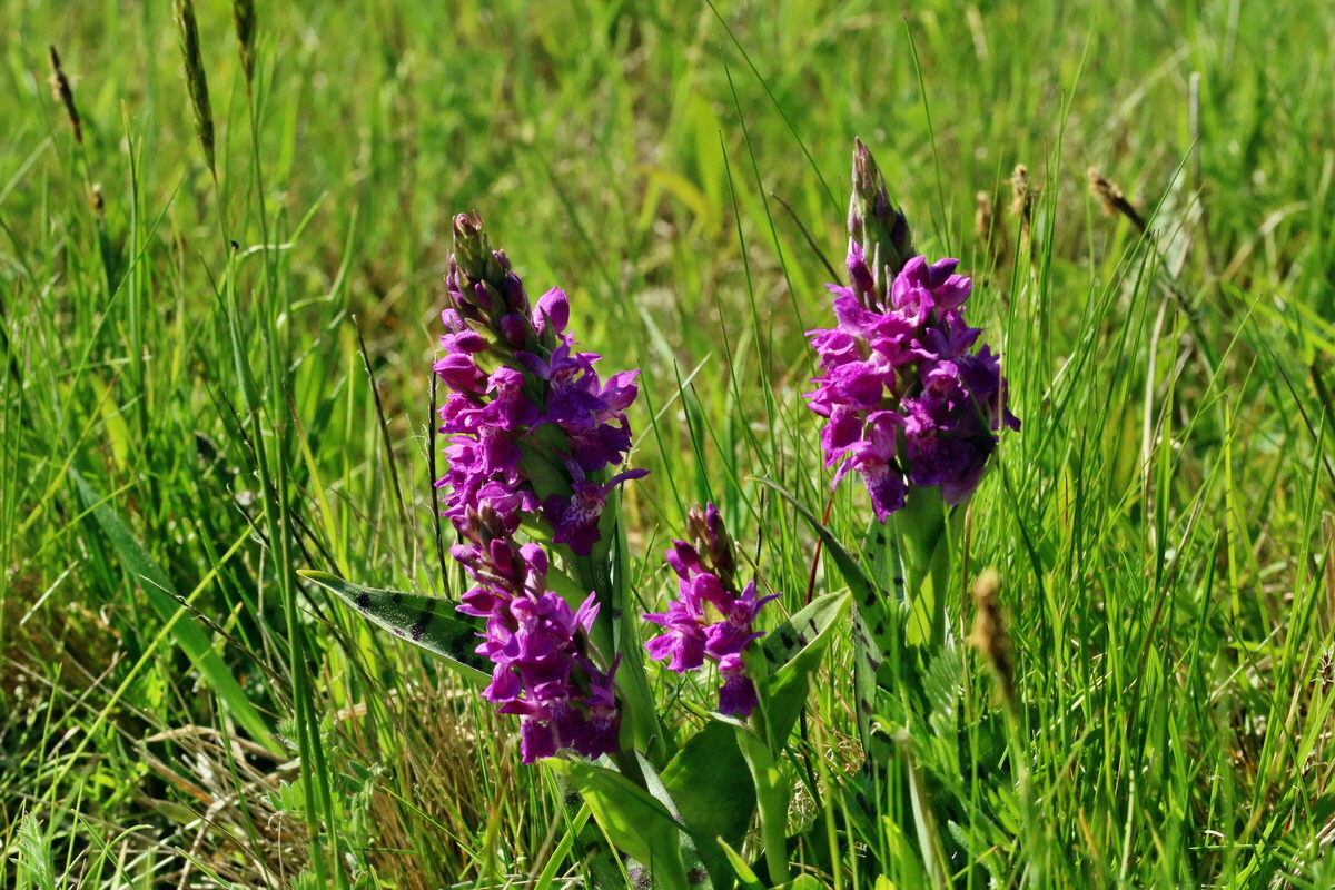 RNA_2017_05_17_4771p_Bildgr��e �ndern