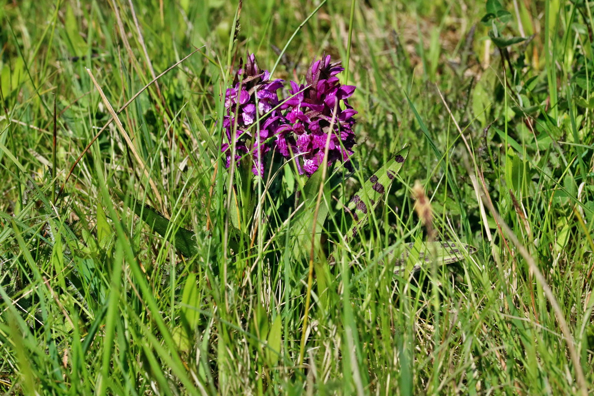 RNA_2017_05_17_4774p_Bildgr��e �ndern