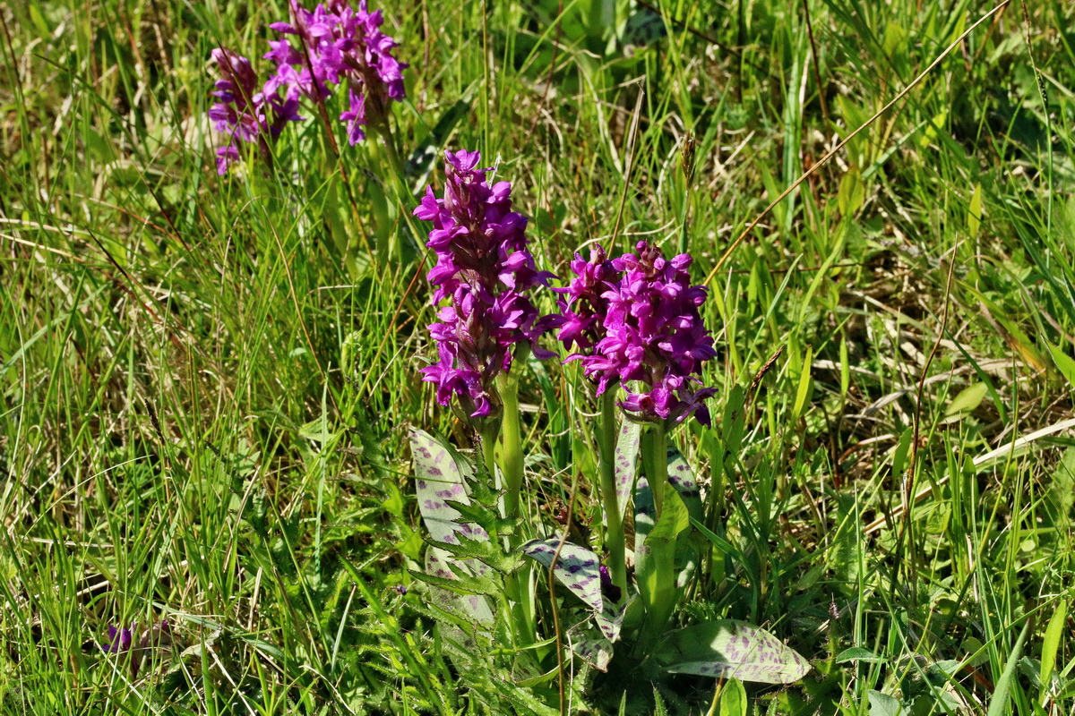 RNA_2017_05_17_4776p_Bildgr��e �ndern