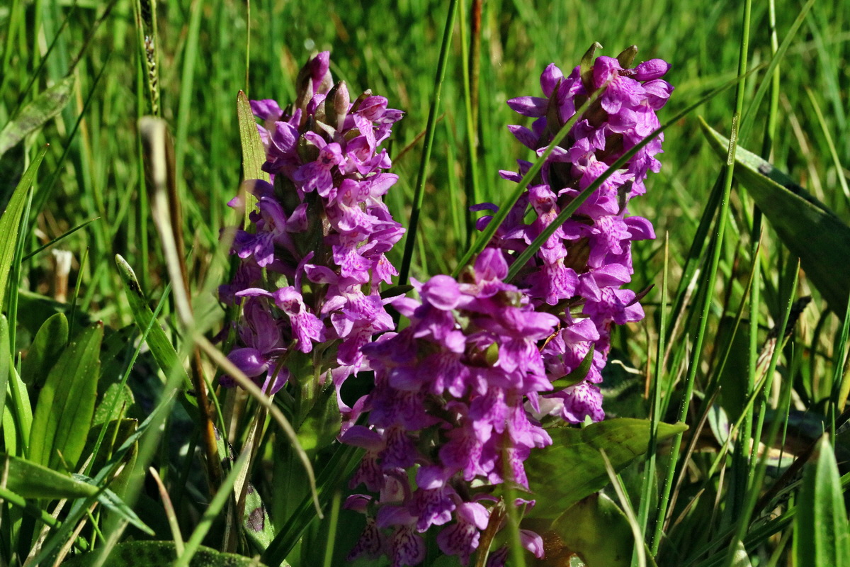 RNA_2017_05_17_4782p_Bildgr��e �ndern